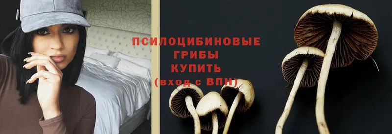 Псилоцибиновые грибы Cubensis Волосово